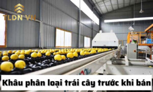 Hoạt động phân loại cũng được phân vào mã ngành nghề 0163